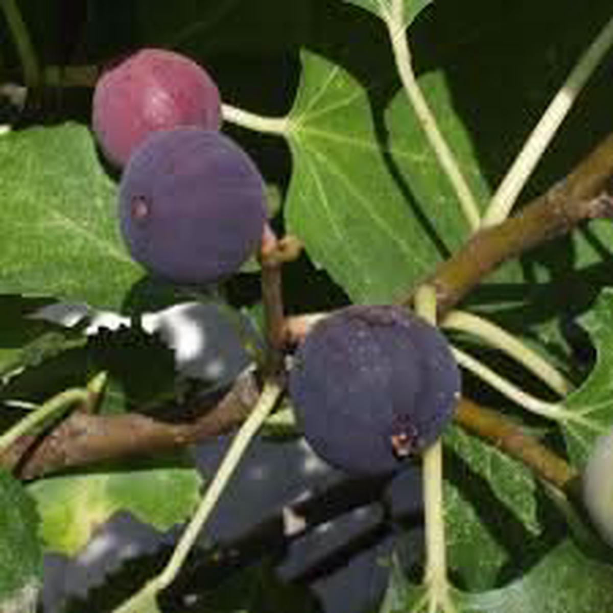 Black Mission Fig Fruit Seeds for Planting - Grow the Classic Black Mission Fig Tree, Heirloom Seeds