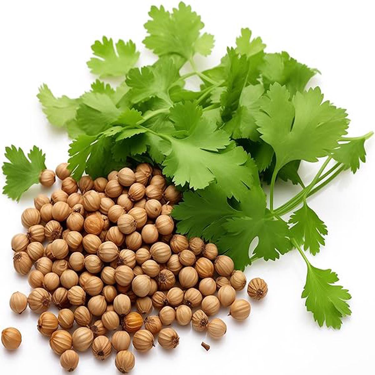 Coriander Plant Coriandrum sativum Seeds for Planting in Herb Garden & Vegetable Patch