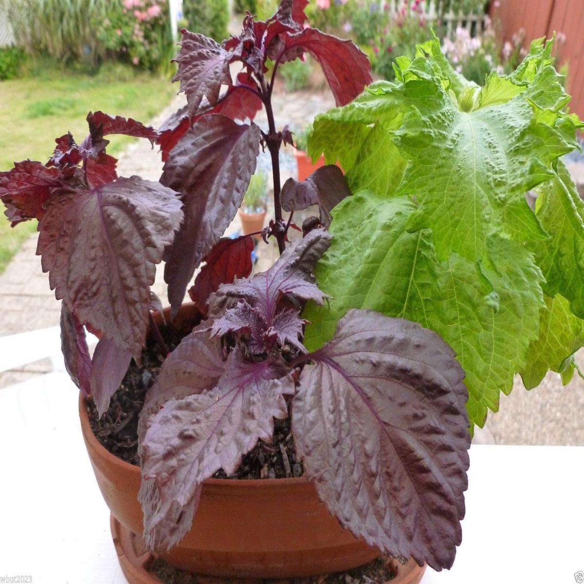 Perilla Frutescens Red Green Shiso Seeds Perilla frutescens for Planting in Herb Garden and Balcony Pots