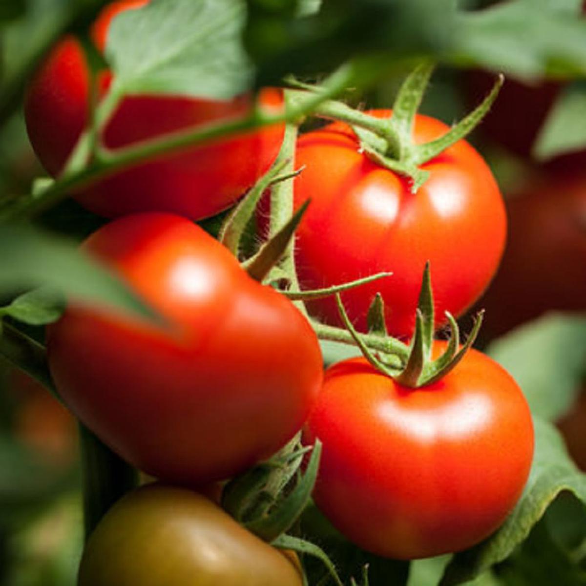 Tomato Seeds (Red)  Fresh Vegetable Seeds for Planting Juicy Red Tomatoes