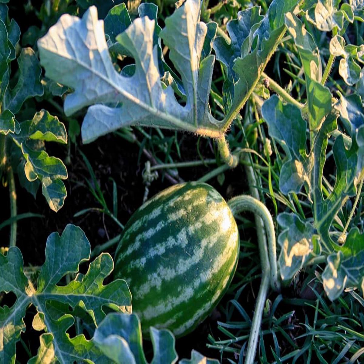 Melone Chayka Seeds for Planting vegetable patch