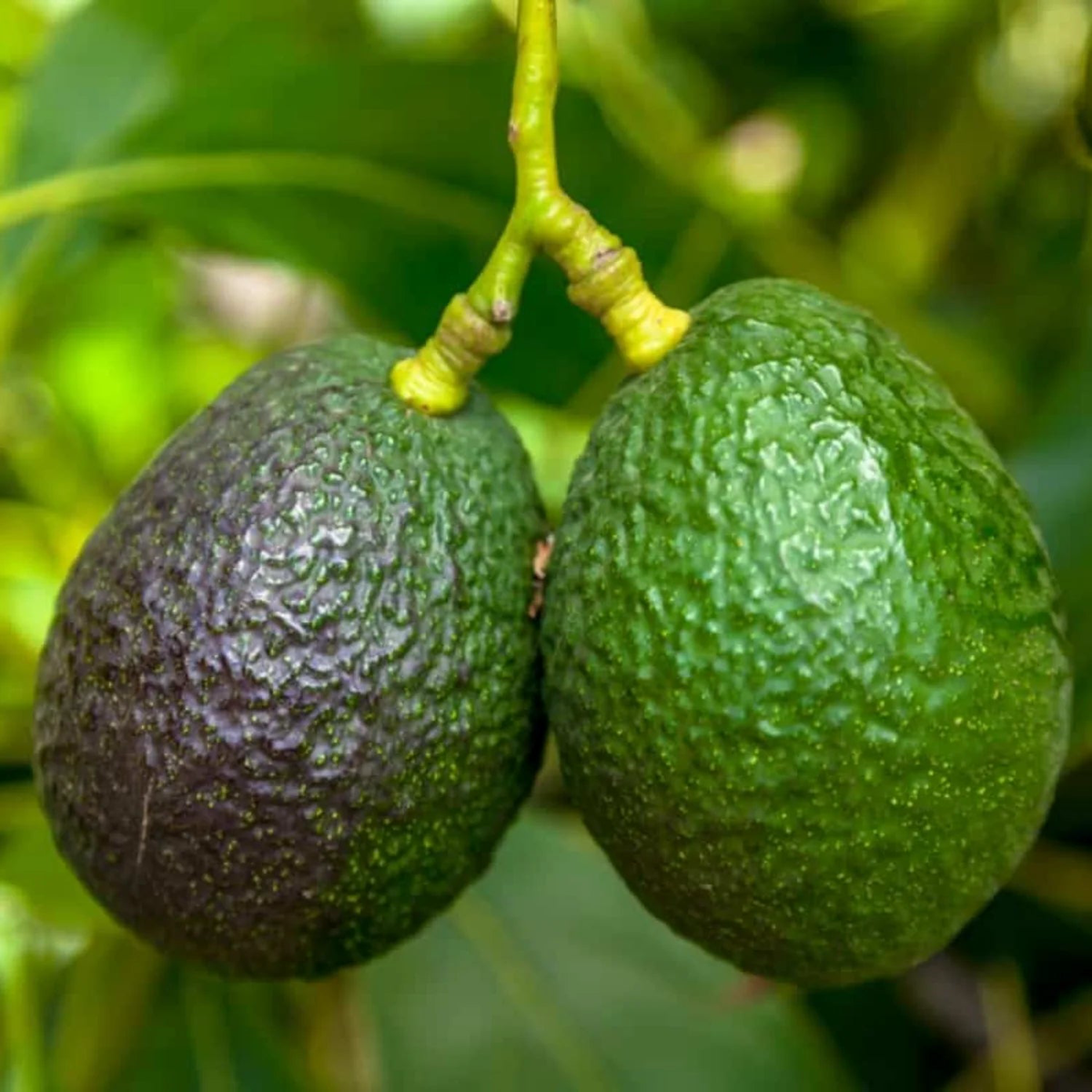 Avocado Persea americana Fruit Seeds for Planting in Garden