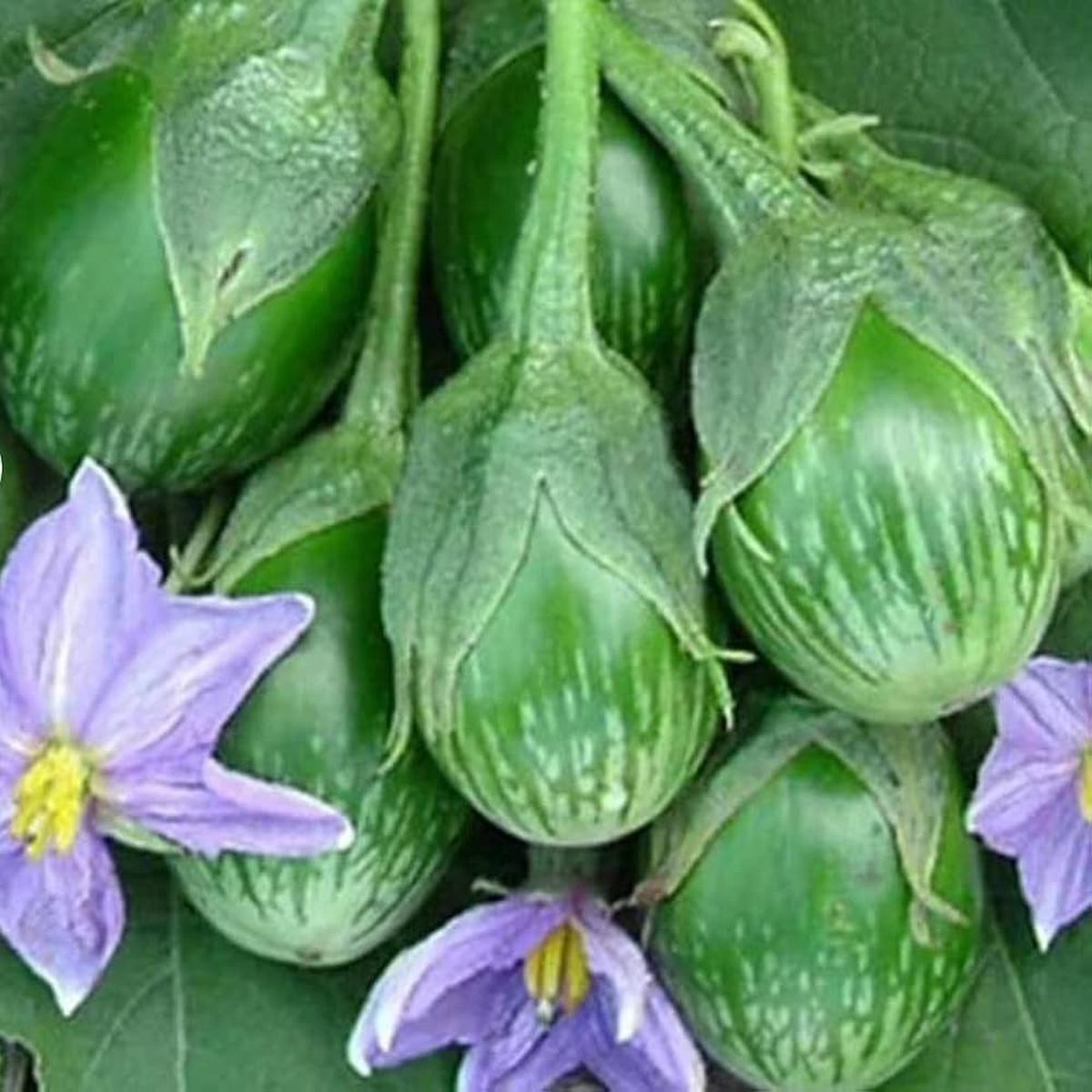 Giant Thai Eggplant Seeds Solanum melongena for Planting in Home Garden
