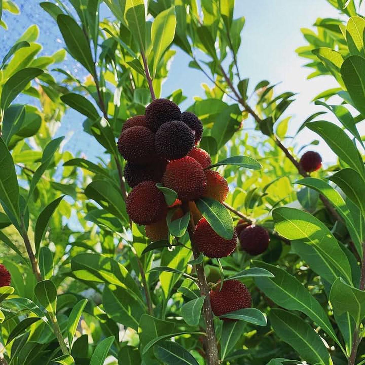 Black Arbutus Bayberry Fruit Seeds for Planting - Ideal for Home Garden, Heirloom Seeds