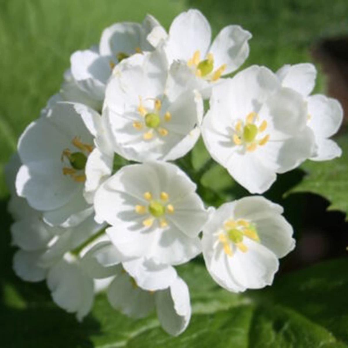 Skeleton Flower Seeds for Planting