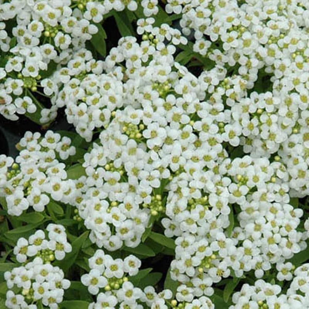 Snow Anaphalis Flower Seeds for Planting