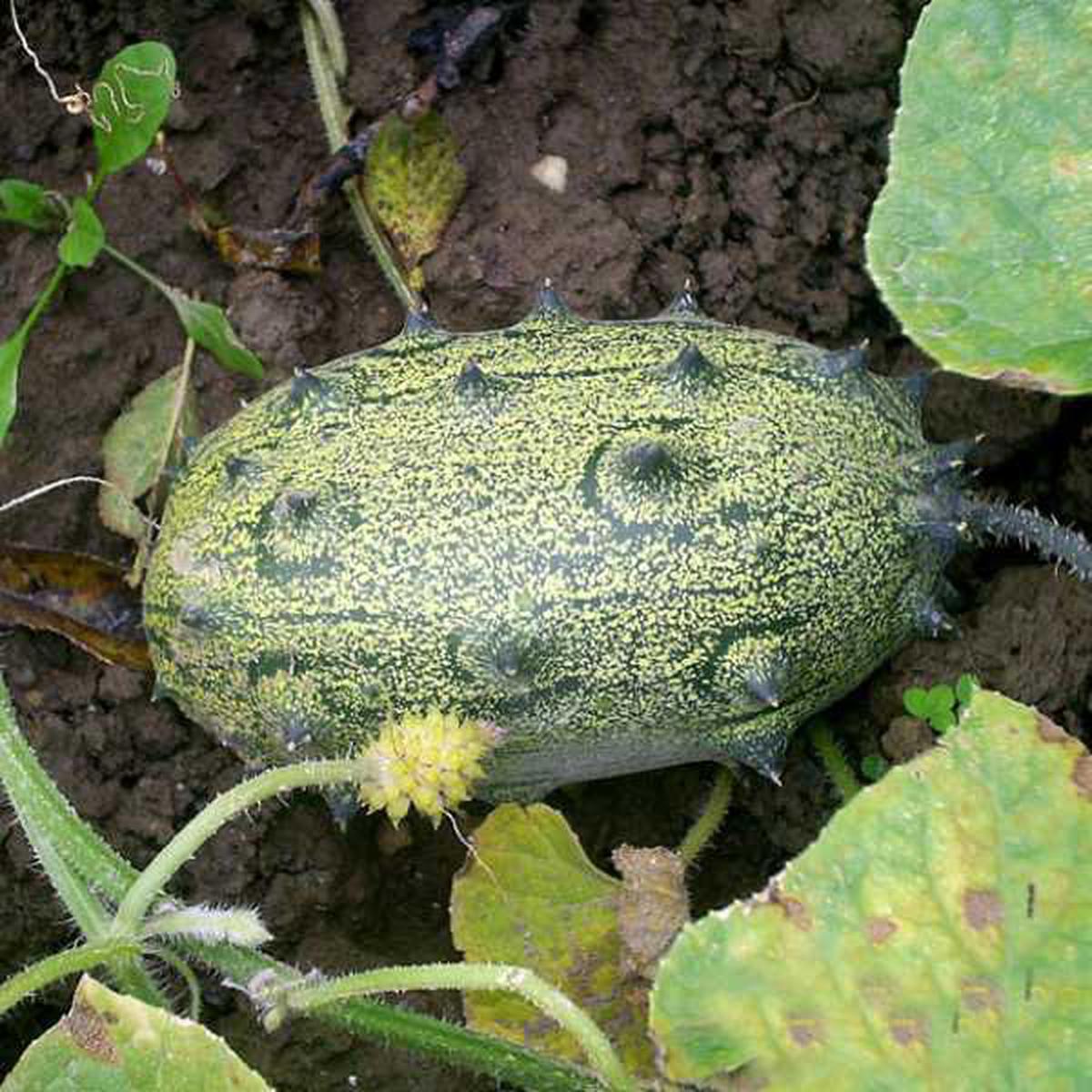 African Horned Cucumber Vegetable Seeds for Planting  Heirloom & Non-GMO Garden Seeds