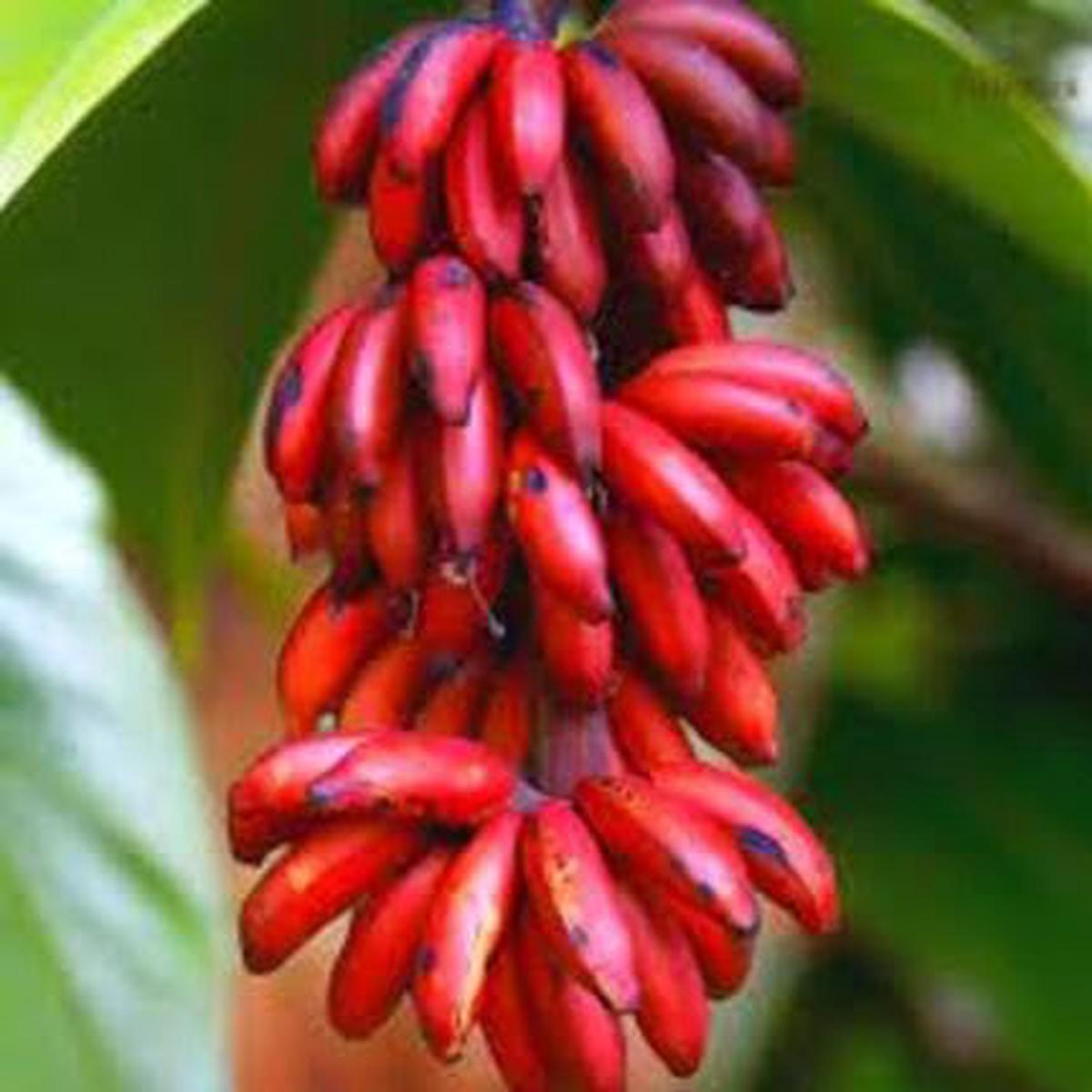 Banana Melon Fruit Red - Heirloom, Non - Gmo Seeds
