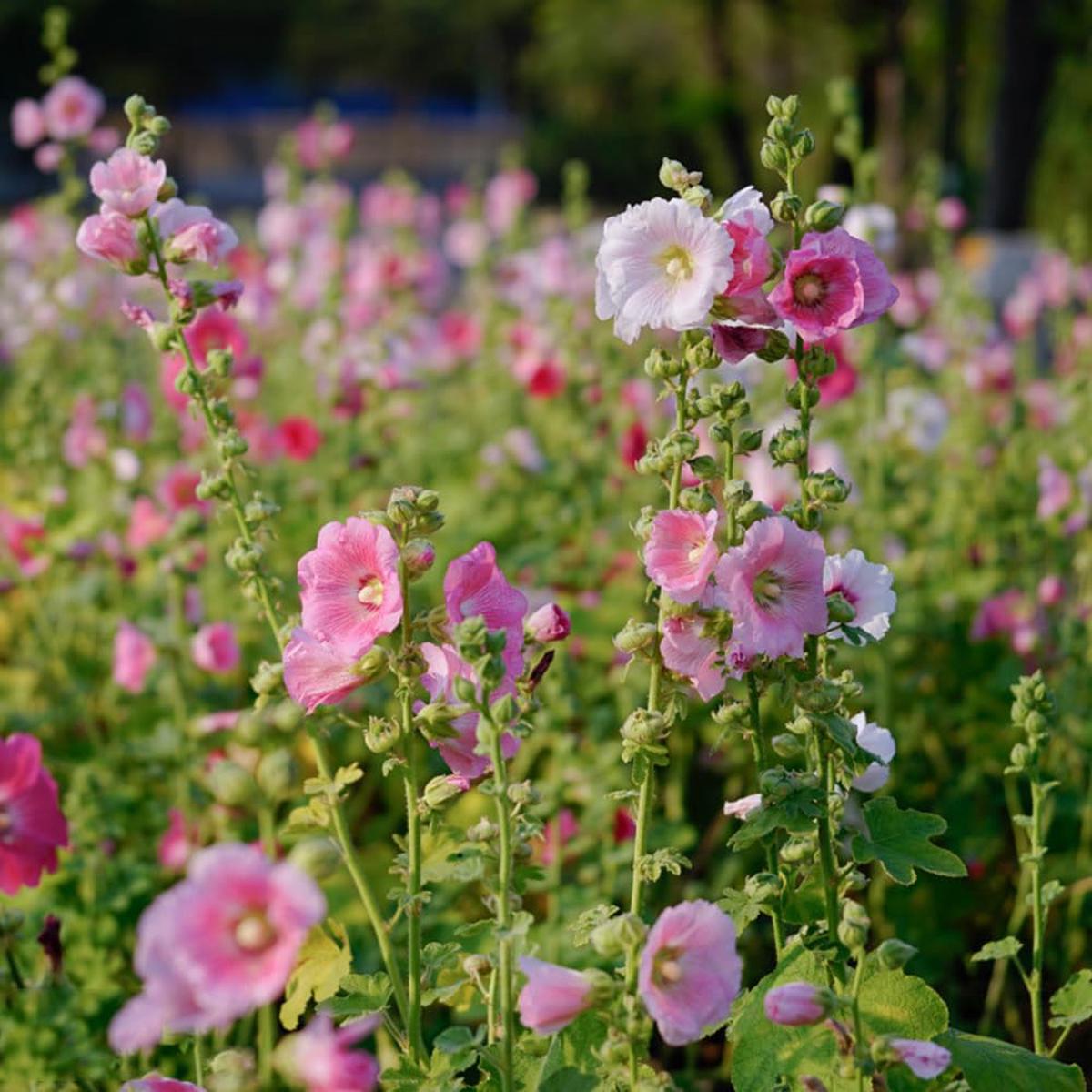 Hollyhock Flower Seeds for Planting