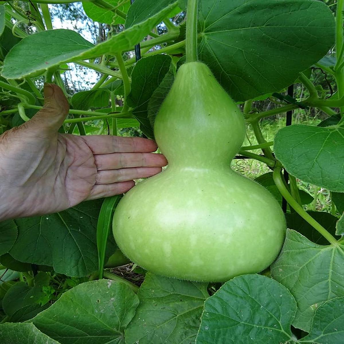 Calabash Round Bottle Pumpkin Seeds for Planting Lagenaria siceraria for vegetable patches and creative gardens