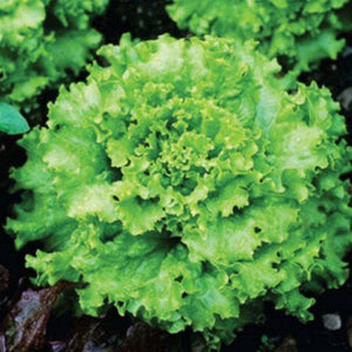 Grand Rapids Lettuce Seeds for Crisp, Fresh Lettuce