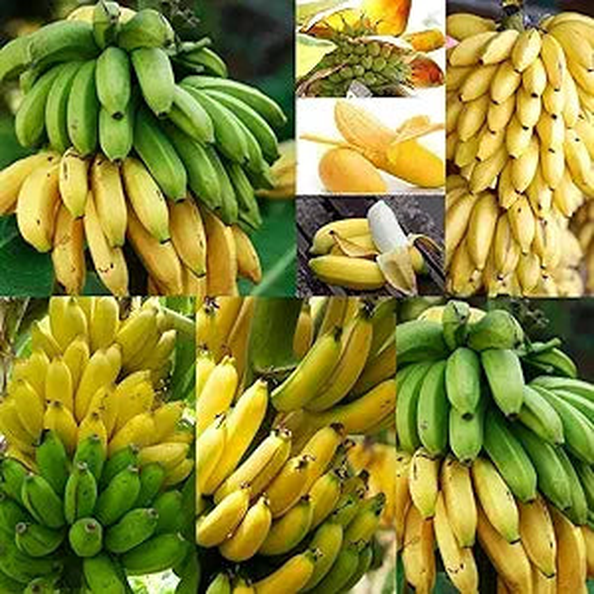 Banana Musa spp Fruit Seeds for Planting in Tropical Garden