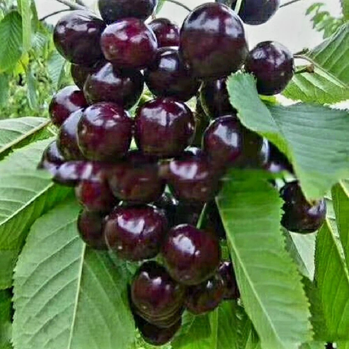 Black Cherry Seeds Prunus Serotina Dwarf Cherry rare flower exotic tree plant  Heirloom, Non-GMO, High Germination Organic Garden Seeds