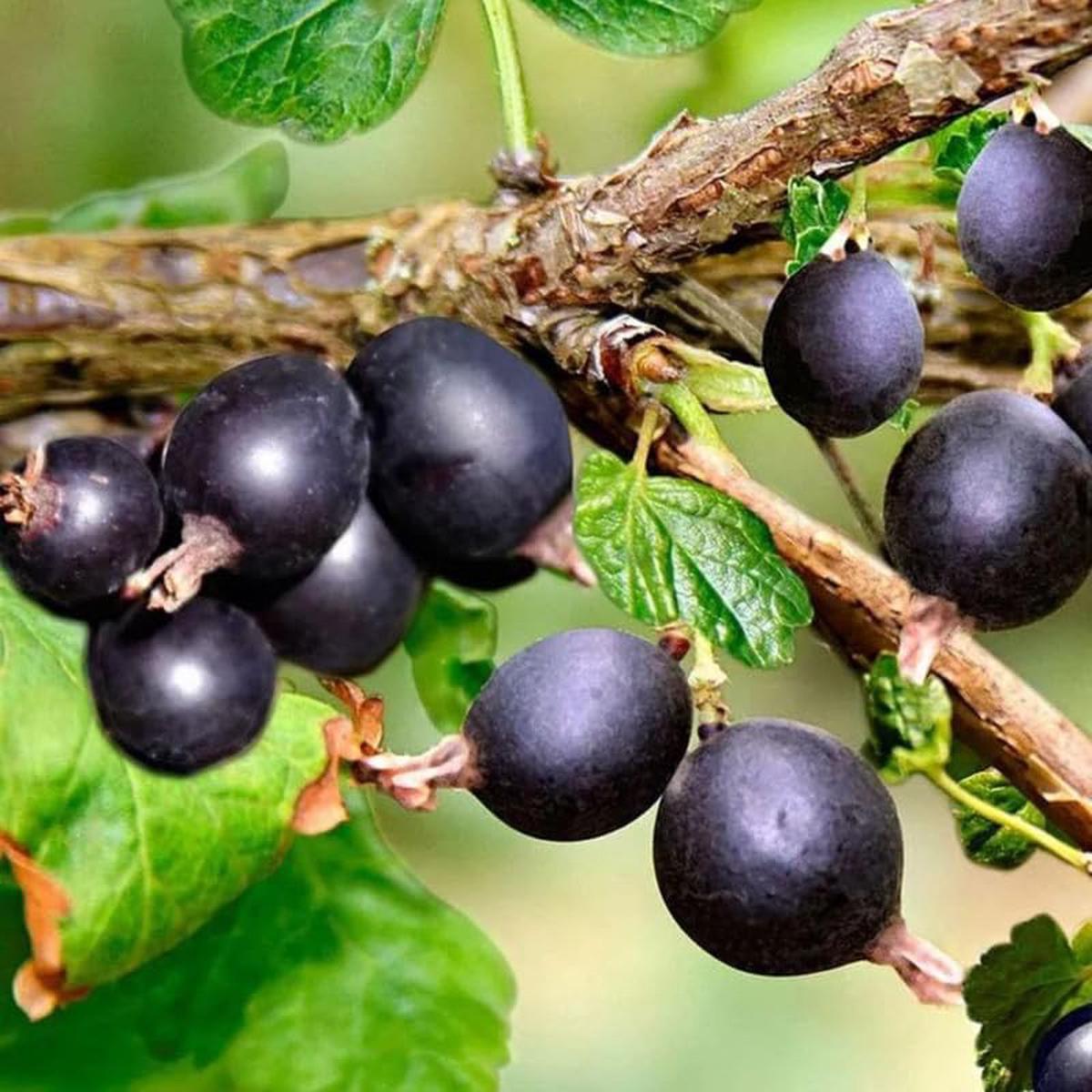 Black Gooseberry Fruit Seeds for Planting - Tart and Flavorful Berries for Your Garden, GMO Free