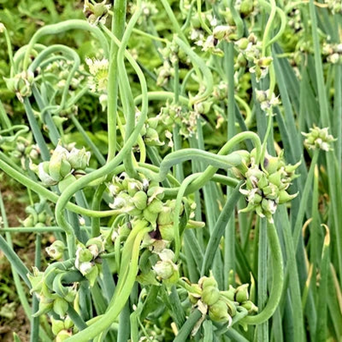 10Onion seeds Top Sets Egyptian Walking Onions Multiplier Tree Onion Perennial  Heirloom, Non-GMO