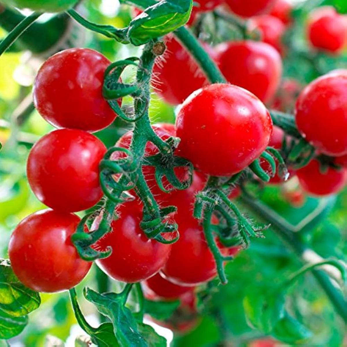 Green Mares Tomato Seeds for Planting for Vegetable Patch