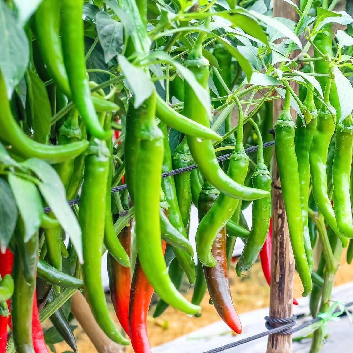 Organic Chili Pepper Seeds Capsicum annuum for Planting in Vegetable Patch