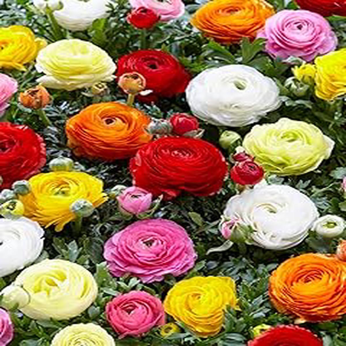 Ranunculus Flower Seeds for Planting