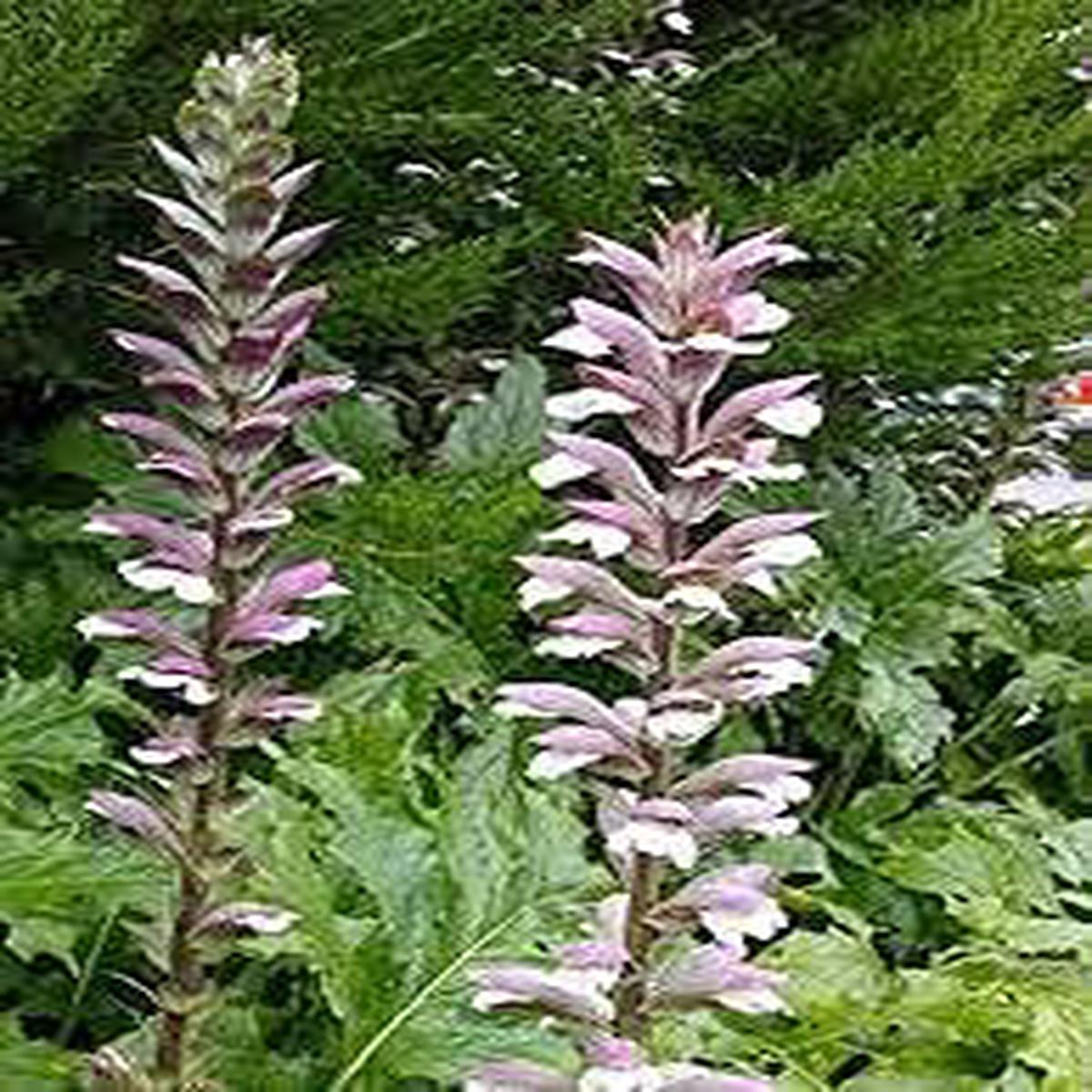 Acanthus Mollis - Heirloom, Non - Gmo Seeds