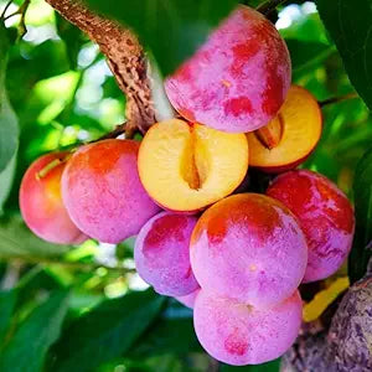Beach Plum Prunus maritima Fruit Seeds for Planting in Coastal Garden