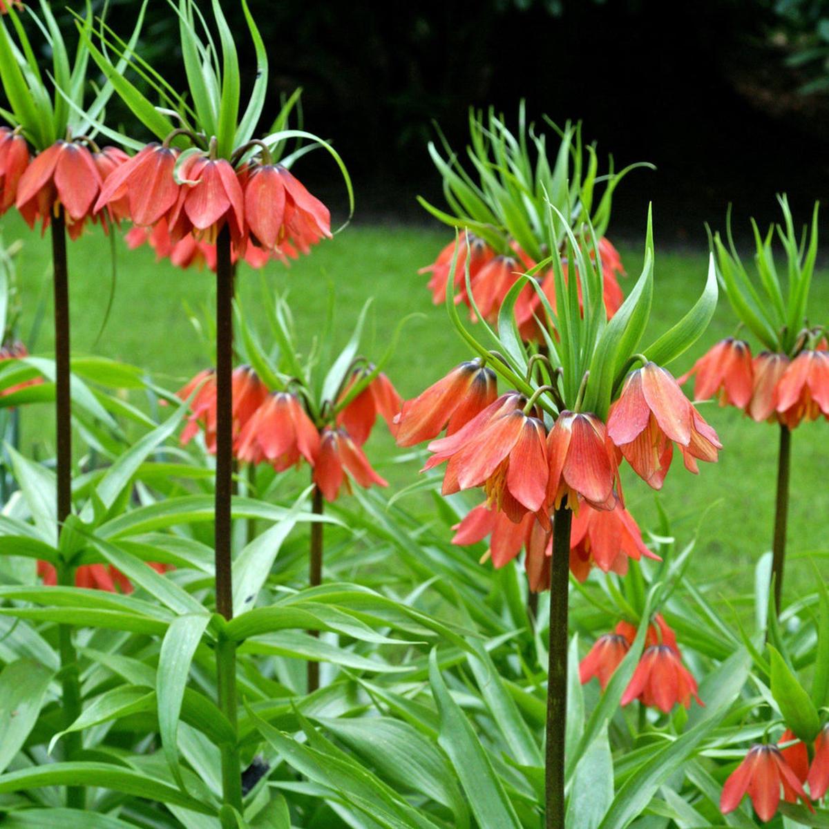 Green Crown Imperial Flower Seeds  Heirloom Non-GMO Regal Blooms for Spring Garden Planting