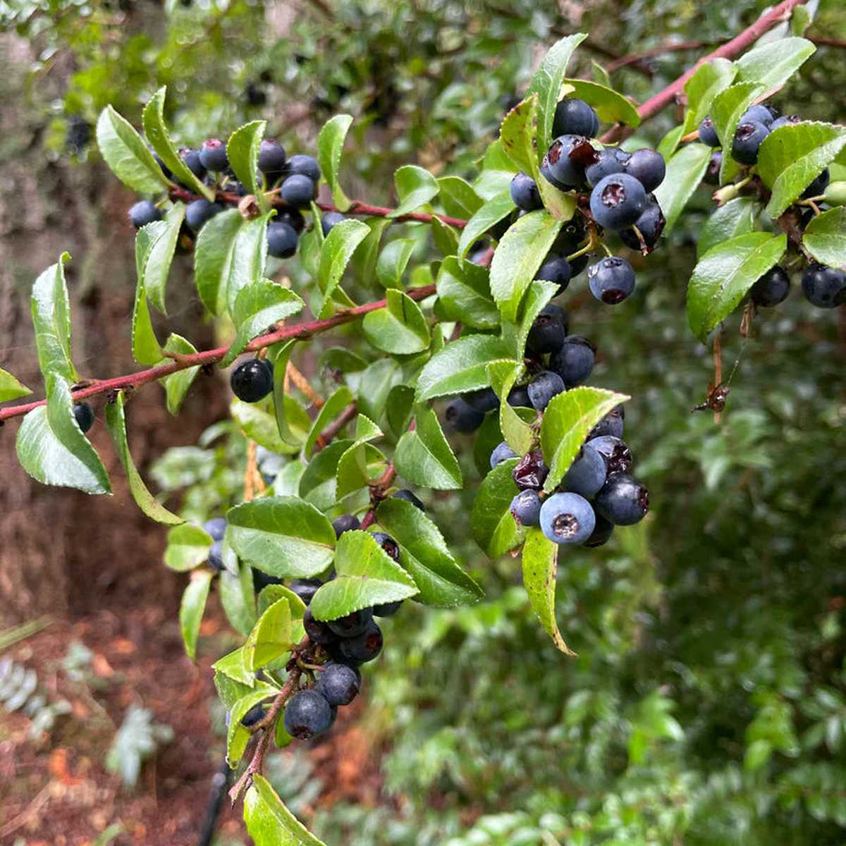 Black Huckleberry Fruit Seeds for Planting - Plant for Tangy and Unique Berry Harvests, Heirloom Seeds