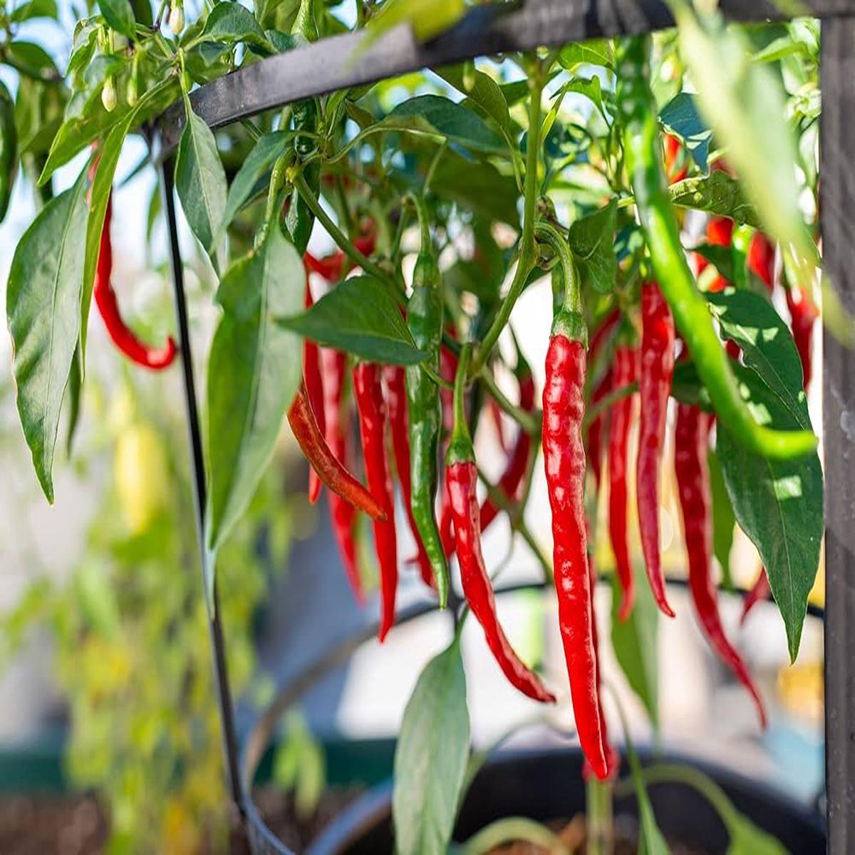 Chili Hot Vegetable Seeds (Dark Red)  Fresh Seeds for Growing Dark Red Chili Peppers