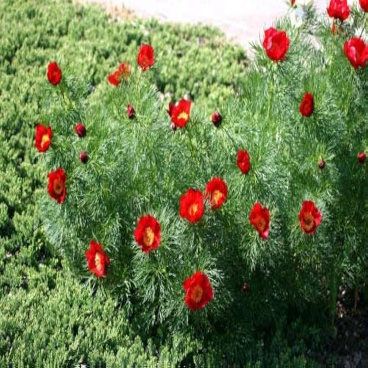 Paeonia Flower Seeds for Planting
