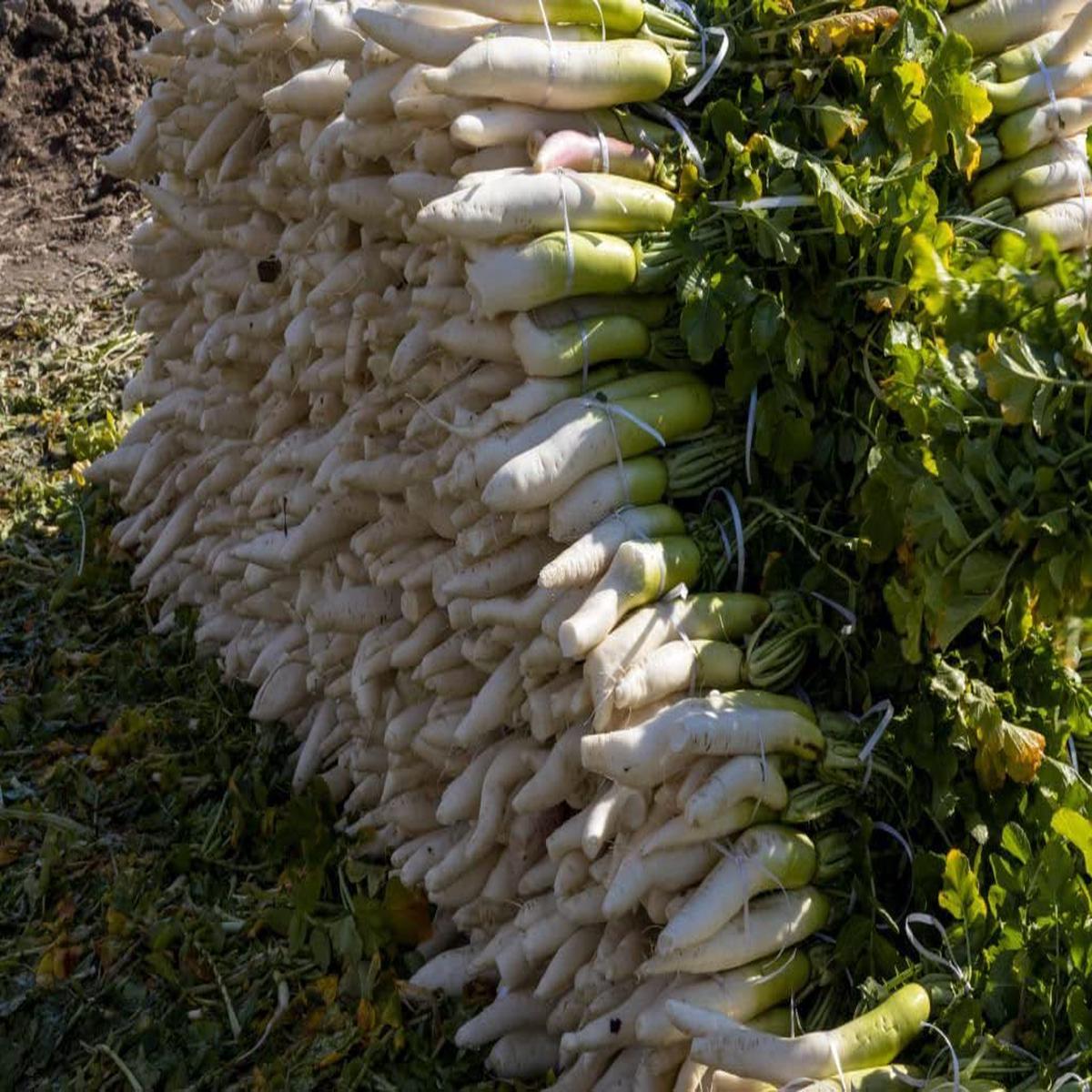 Radish Seeds for Planting Brown Variety for Vegetable Patch and Urban Farm