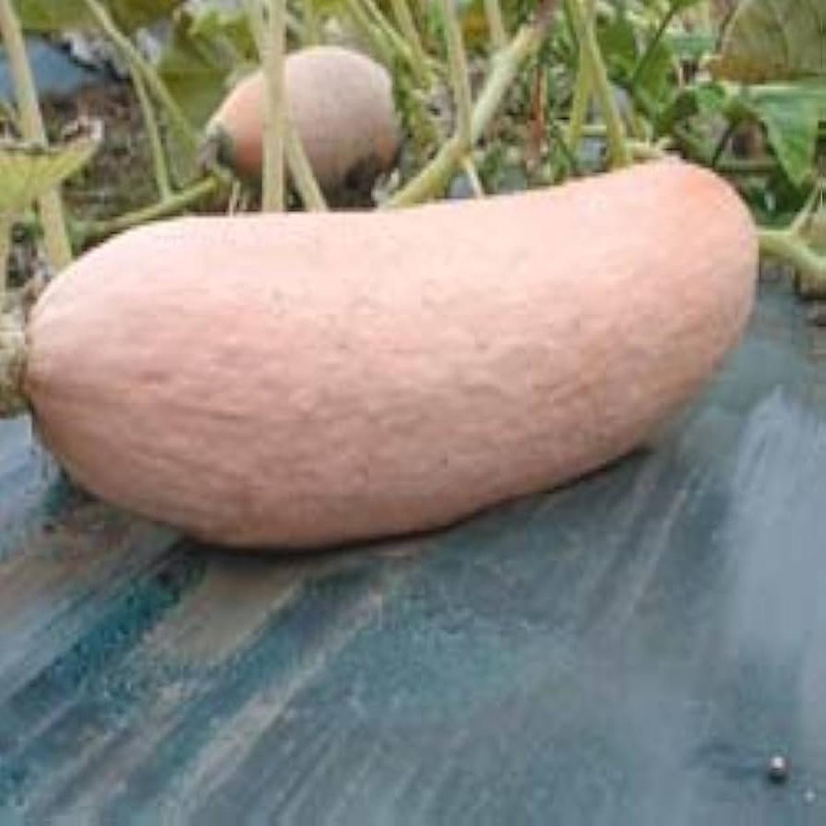 Banana Squash Cucurbita Maxima Pink Seeds for Planting Vegetable Patch Farm Garden