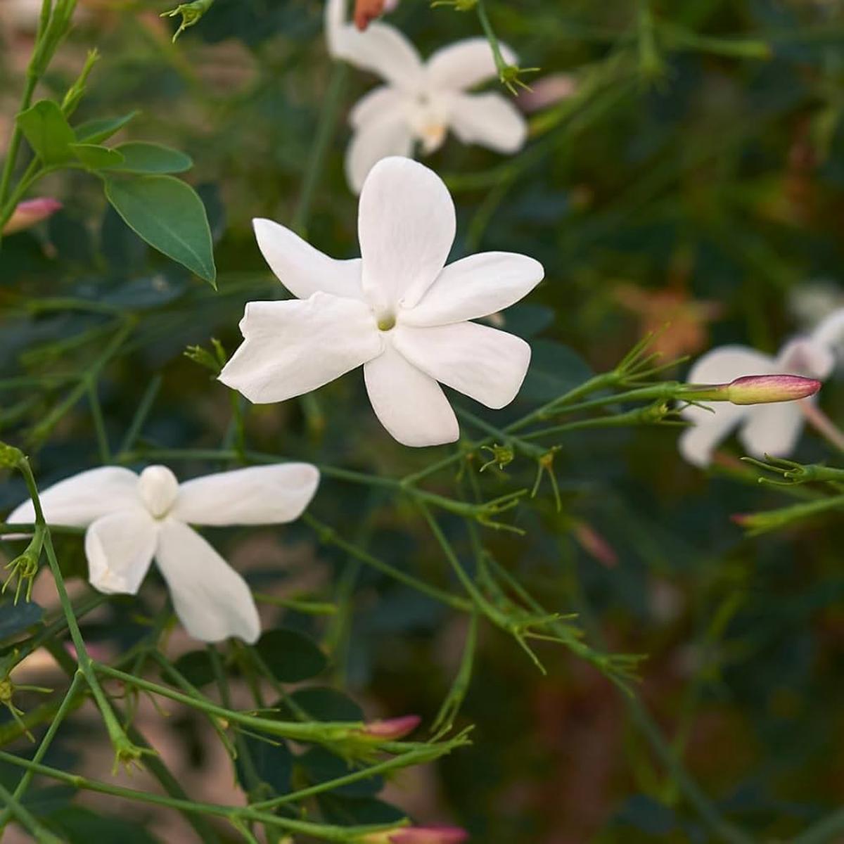 Jasmine Jasminum spp. Flower Seeds for Planting