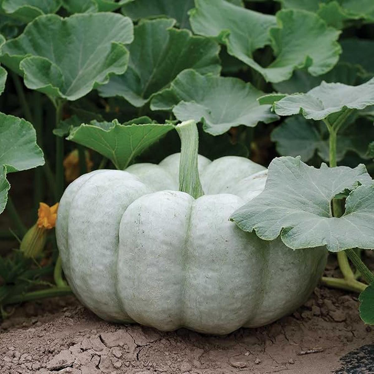 Pumpkin Vegetable Seeds for Planting