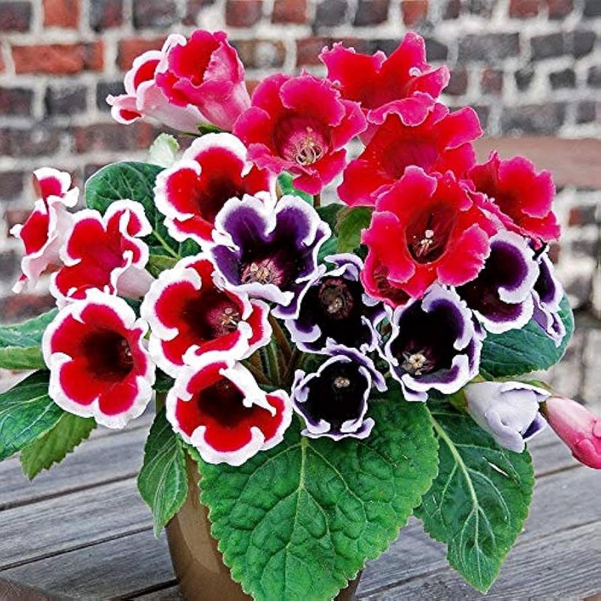 Sinningia Gloxinia Sinningia speciosa Flower Seeds for Planting in Garden