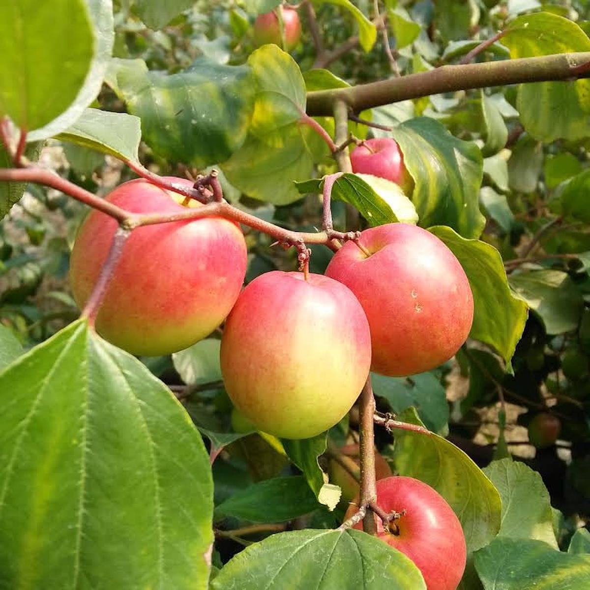 Apple Ber Ziziphus Fruit Seed for Planting - Set for Hardy, Nutritious Fruits, Heirloom & GMO Free Seeds