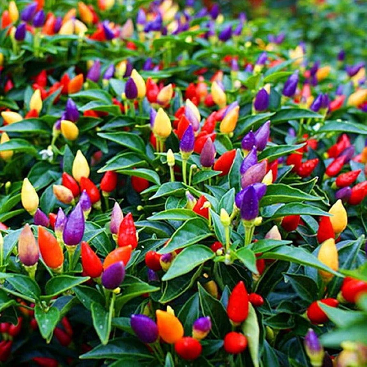 7 Pot Jonas pepper Capsicum chinense organic hot vegetable seeds for planting in sunny backyard garden