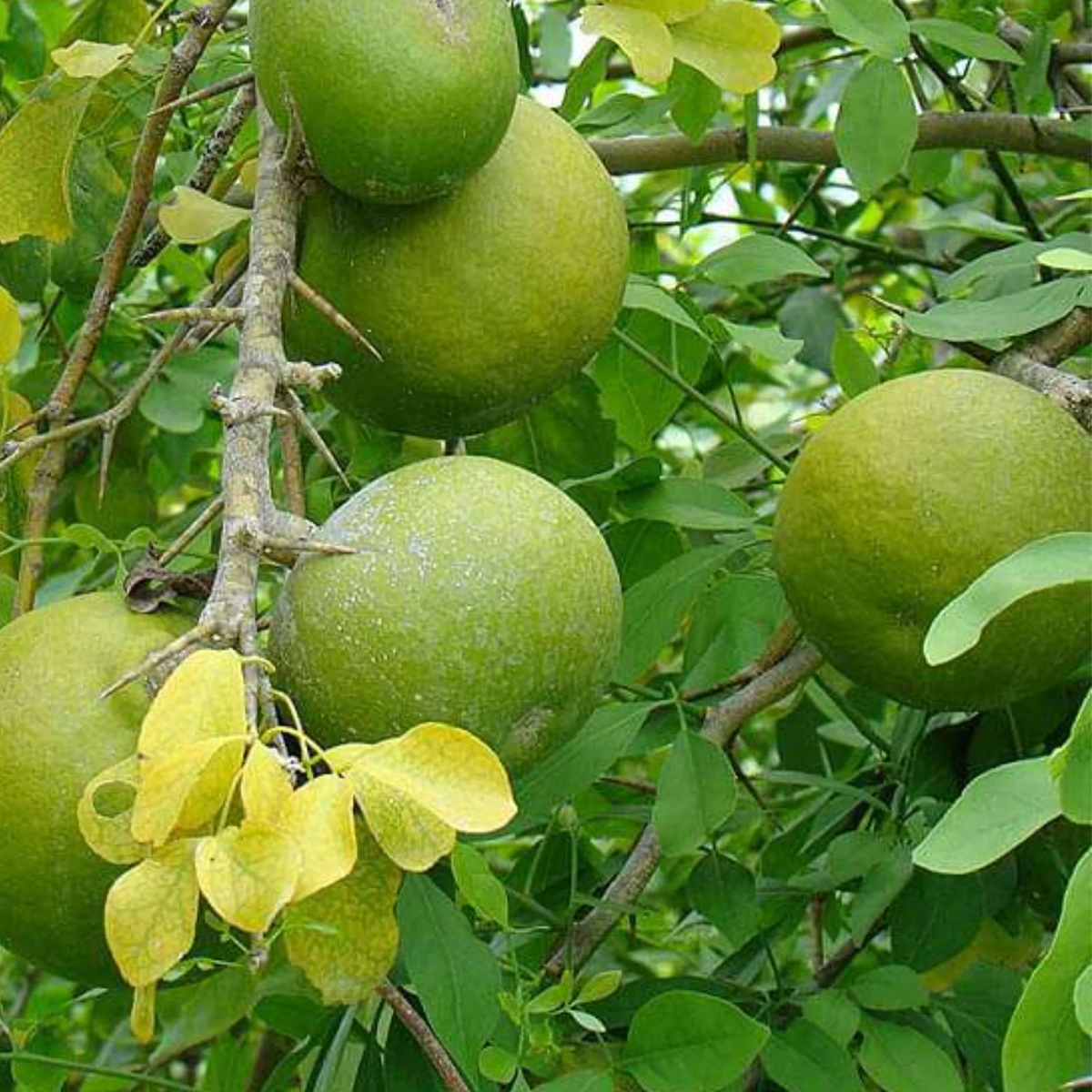 Aegle Marmelos Fruit Seeds - A Unique and Aromatic Fruit for Your Garden