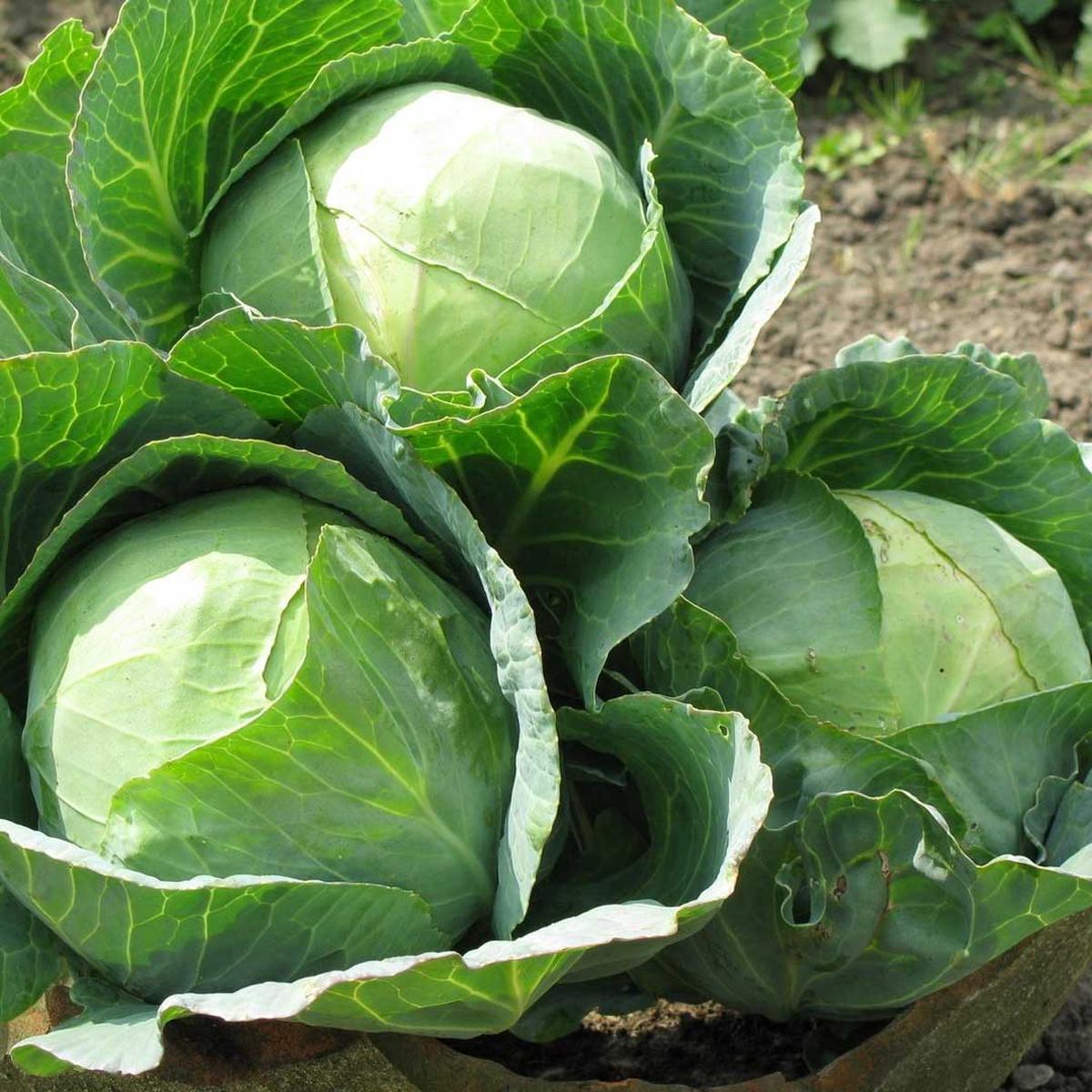 75Days High Yield Hybrid Cabbage For Sowing  Heirloom, Non-GMO, High Germination Organic Garden Seeds