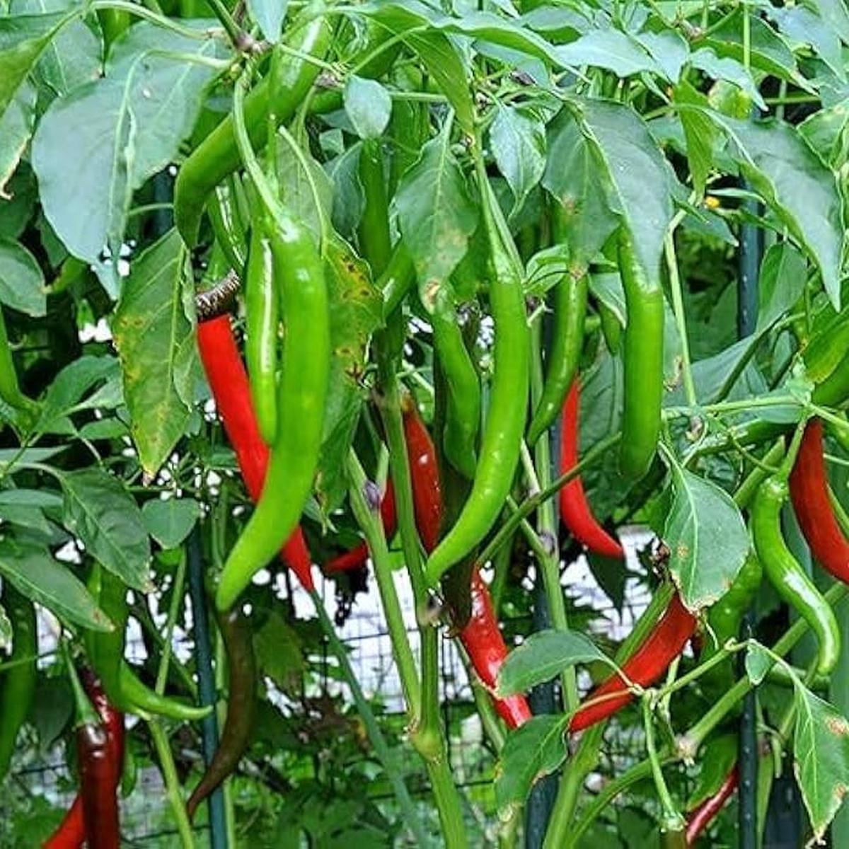 Achar Hot Pepper Vegetable Seeds Capsicum annuum for Spicy Kitchen Garden Planting