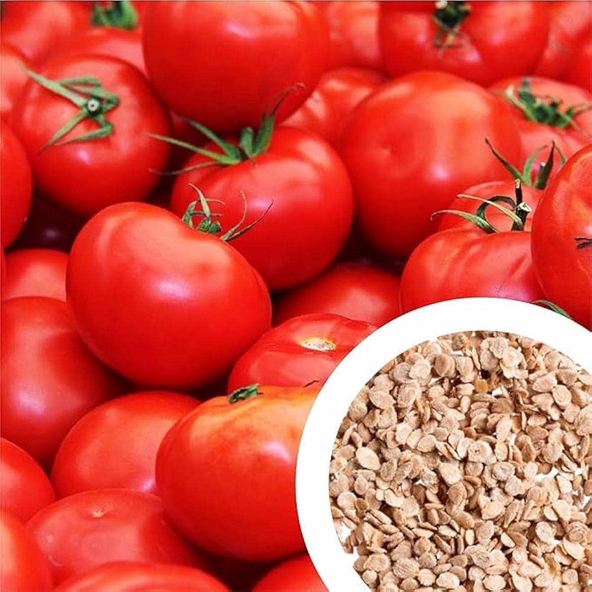 Tomato Seeds (Red)  Fresh Vegetable Seeds for Planting Juicy Harvest