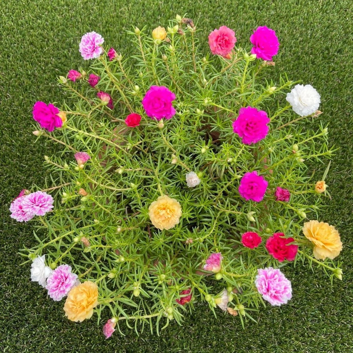 -MIXED MOSS ROSE Vietnam Rose Portulaca Grandiflora Seeds  Heirloom, Non-GMO, High Germination Organic Garden Seeds