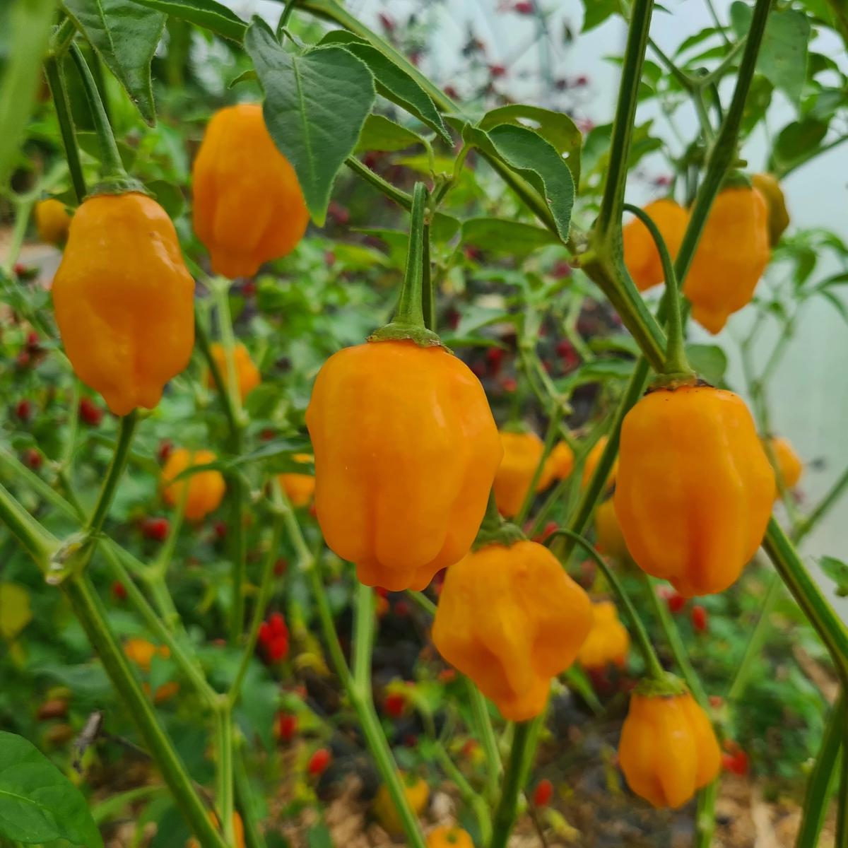 Aji Mango Chile Pepper Seeds for Planting heirloom & Non-GMO Seeds