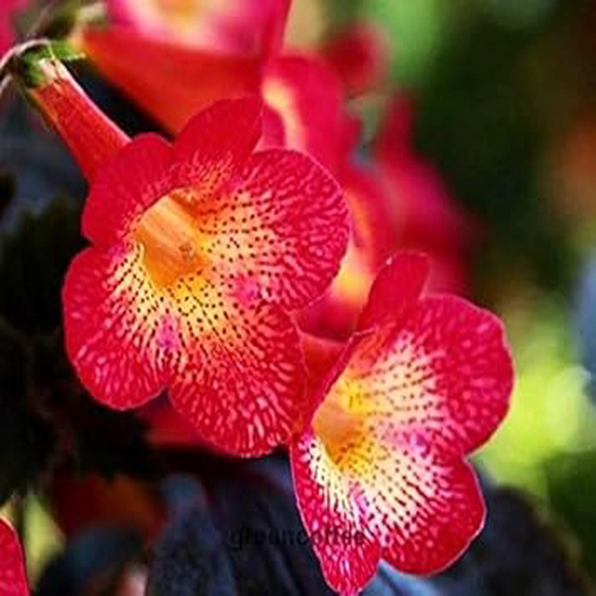 Achimenes Achimenantha Wood Sunburst One Rhizome - Heirloom, Non - Gmo Seeds