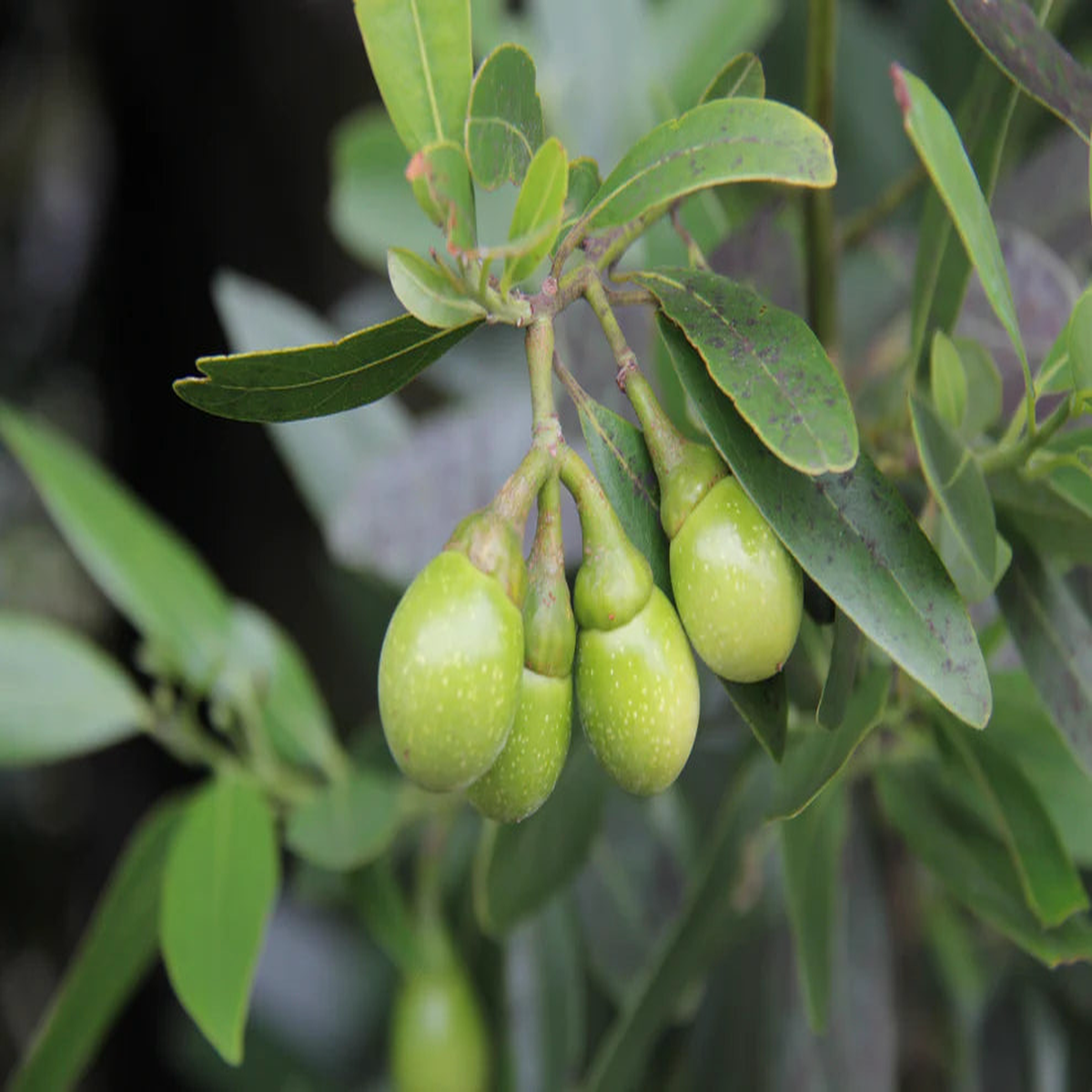 Bay Laurel Fruit Seeds for Growing Aromatic and Flavorful Laurel Trees