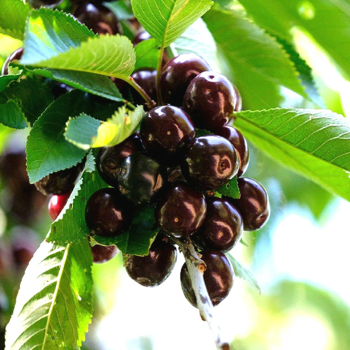 BLACK CHERRY SEEDS SWEET EDIBLE FRUIT Native Tree Prunus serotina  Heirloom, Non-GMO, High Germination Organic Garden Seeds