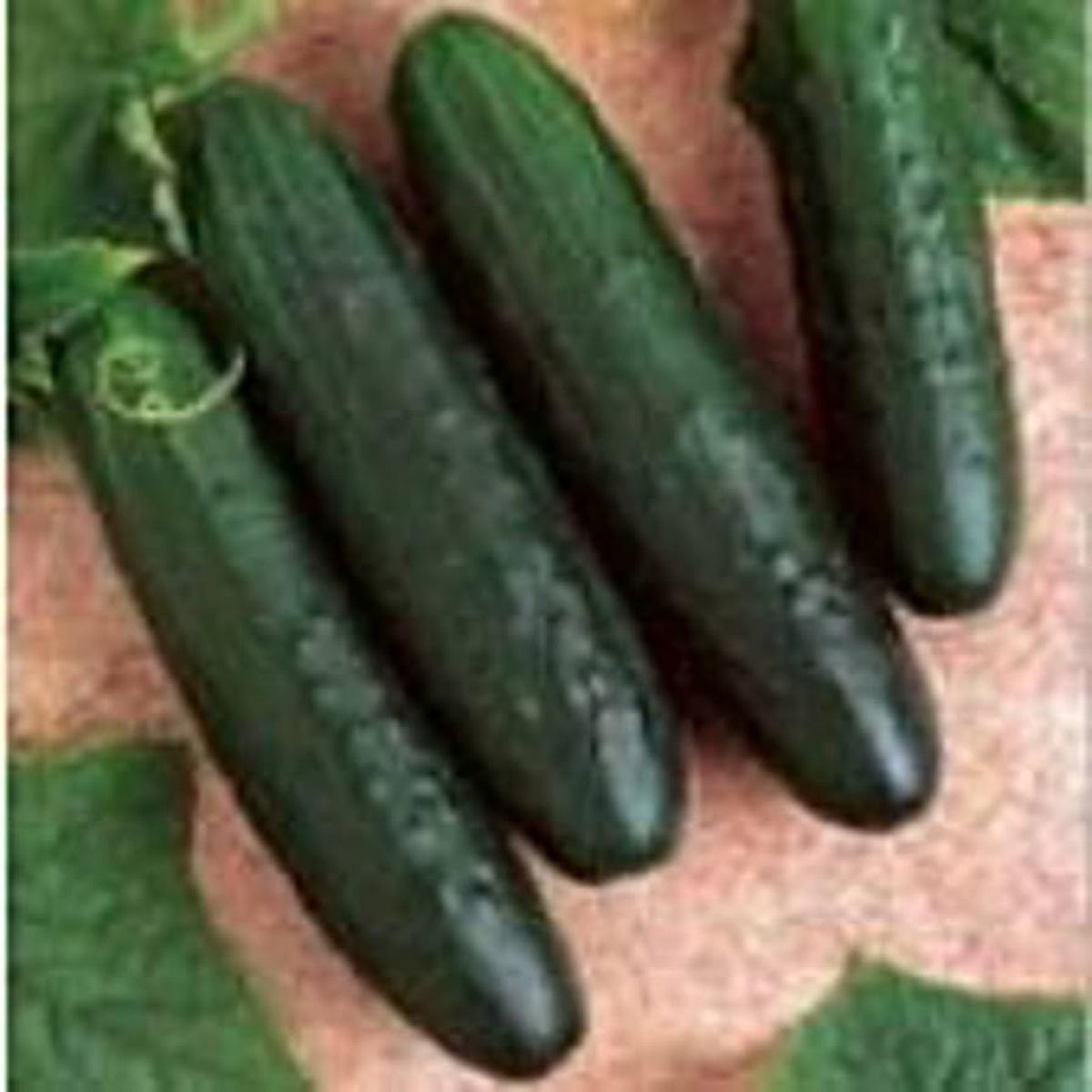 General Lee Cucumber Seeds for Planting Cucumis sativus Vegetable Garden