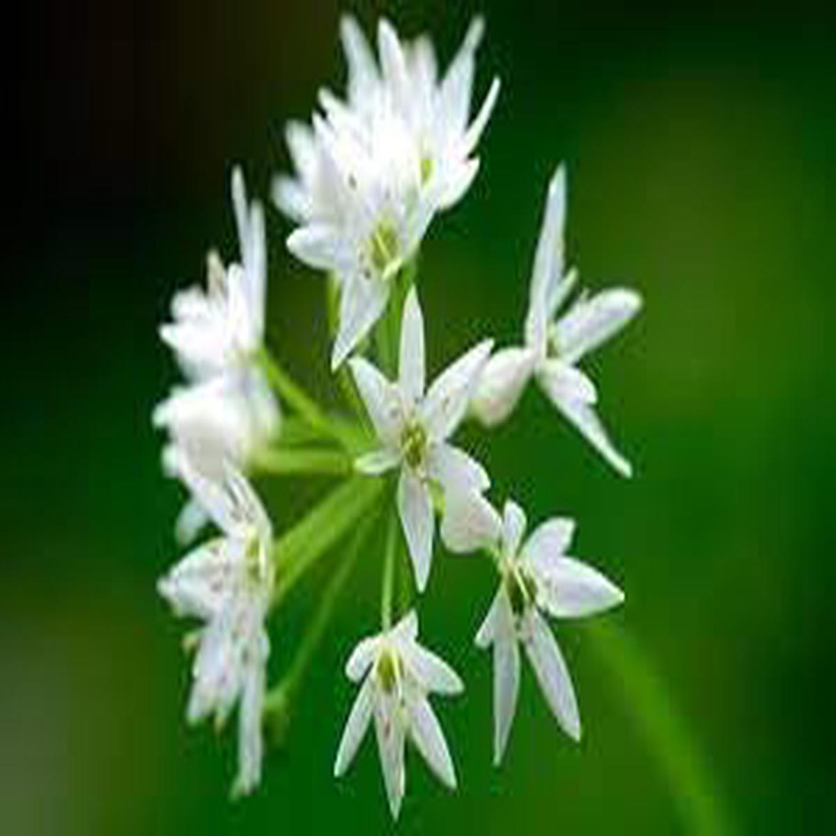 Ramsons Flower Seeds for Planting  Organic, Heirloom, Non-GMO Wild Garlic Seeds