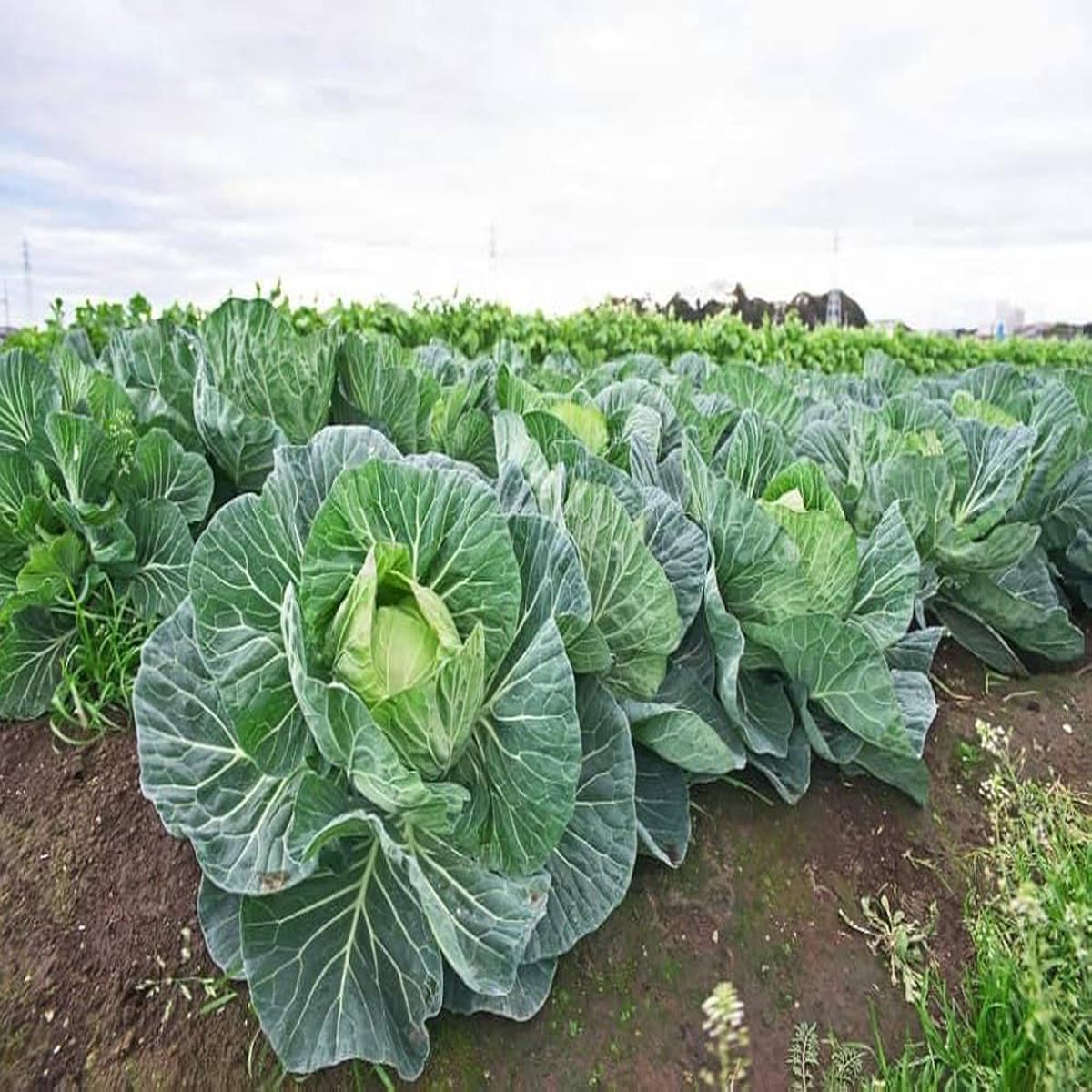 Cabbage Brassica oleracea Seeds for Planting home garden flower bed