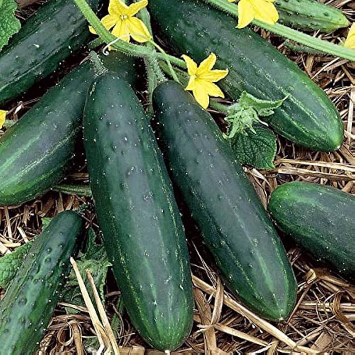 Tendergreen Burpless Cucumber Seeds Cucumis sativus for Planting in Urban Garden