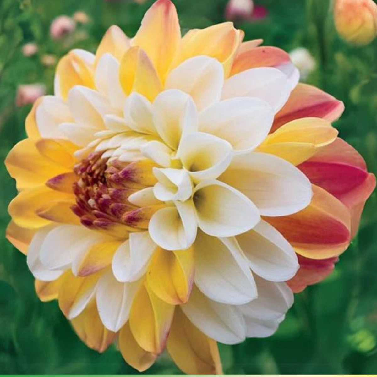 -Decorative Double Jill Perennial Dahlia Seeds D084  Heirloom, Non-GMO, High Germination Organic Garden Seeds