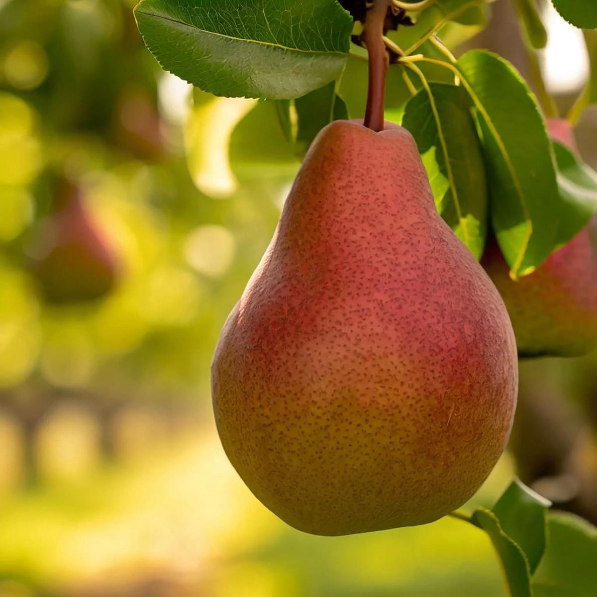 Bartlett Pear Pyrus communis seeds for classic, juicy pears perfect for home orchards or fruit tree cultivation